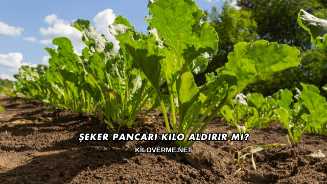 Şeker Pancarı Kilo Aldırır mı?