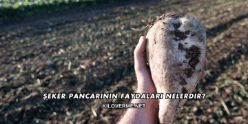 Şeker Pancarının Faydaları Nelerdir?
