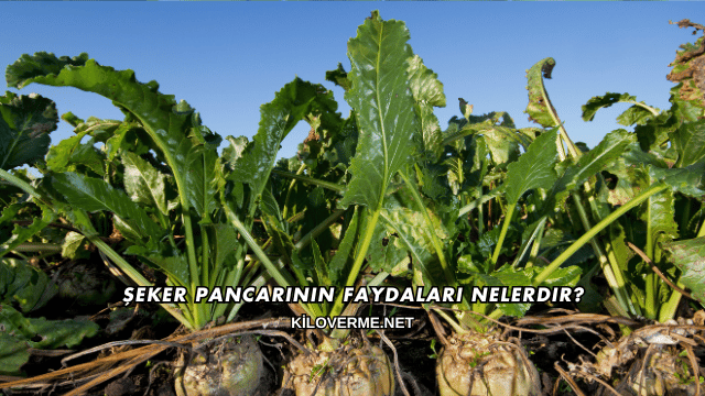 Şeker Pancarının Faydaları Nelerdir?