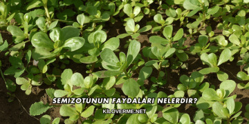 Semizotunun Faydaları Nelerdir?