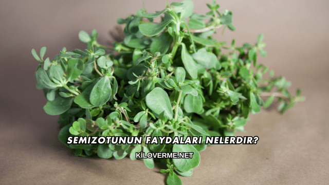 Semizotunun Faydaları Nelerdir?