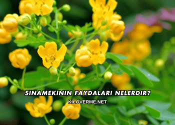 Sinamekinin Faydaları Nelerdir?