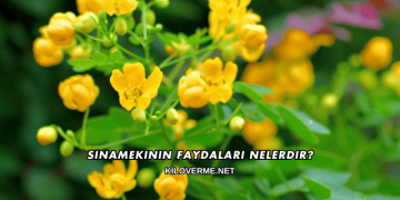 Sinamekinin Faydaları Nelerdir?