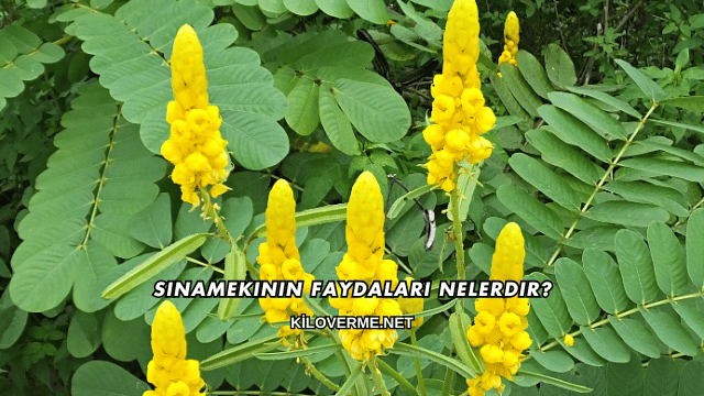 Sinamekinin Faydaları Nelerdir?