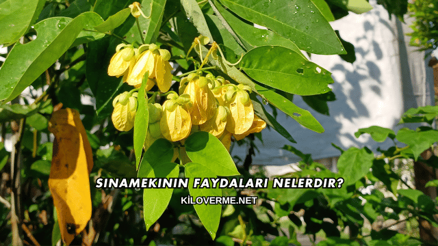 Sinamekinin Faydaları Nelerdir?