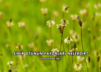 Sinir Otunun Faydaları Nelerdir?