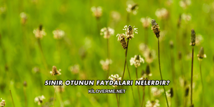 Sinir Otunun Faydaları Nelerdir?