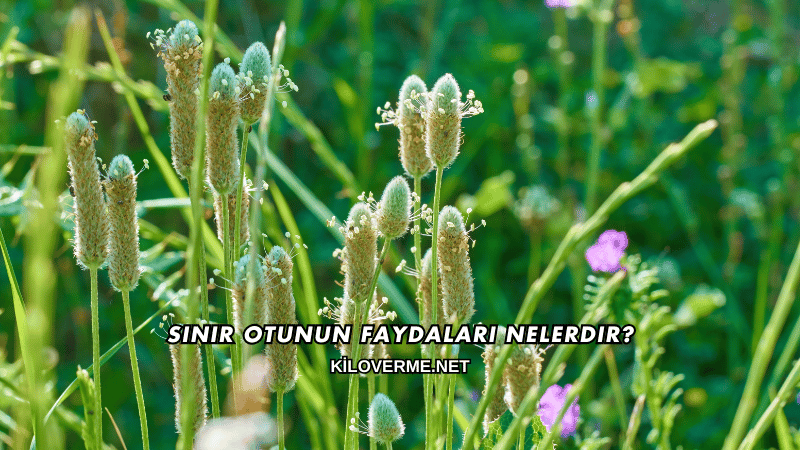 Sinir Otunun Faydaları Nelerdir?