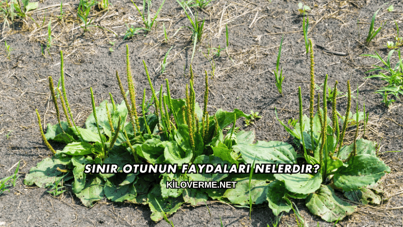 Sinir Otunun Faydaları Nelerdir?