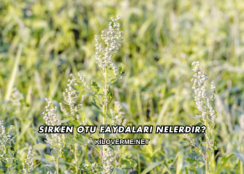 Sirken Otu Faydaları Nelerdir?