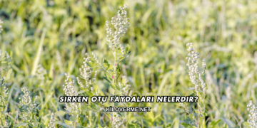 Sirken Otu Faydaları Nelerdir?