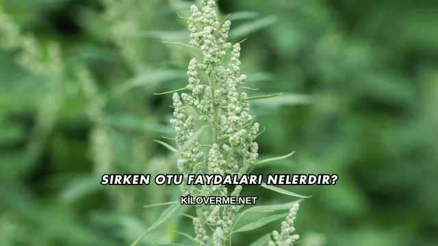 Sirken Otu Faydaları Nelerdir?