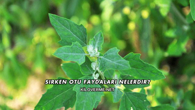 Sirken Otu Faydaları Nelerdir?