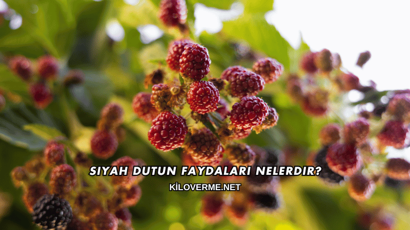 Siyah Dutun Faydaları Nelerdir?
