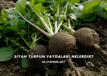 Siyah Turpun Faydaları Nelerdir?