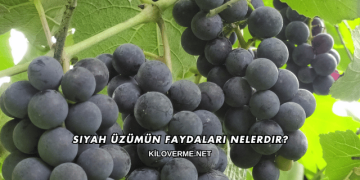 Siyah Üzümün Faydaları Nelerdir?