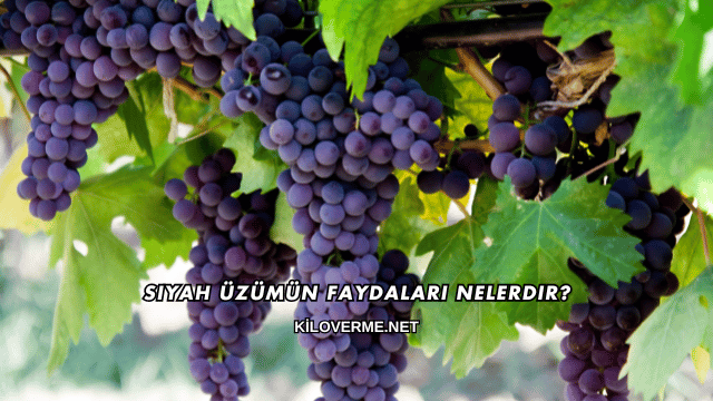 Siyah Üzümün Faydaları Nelerdir?