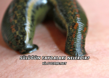 Sülüğün Faydaları Nelerdir?
