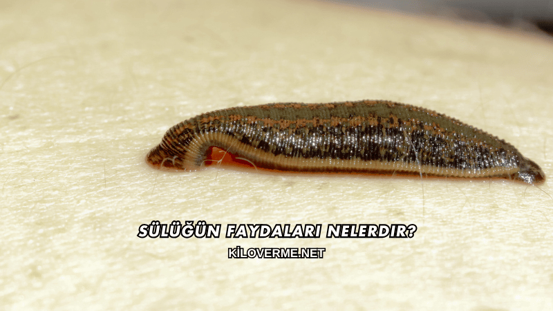 Sülüğün Faydaları Nelerdir?