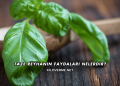 Taze Reyhanın Faydaları Nelerdir?