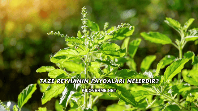 Taze Reyhanın Faydaları Nelerdir?