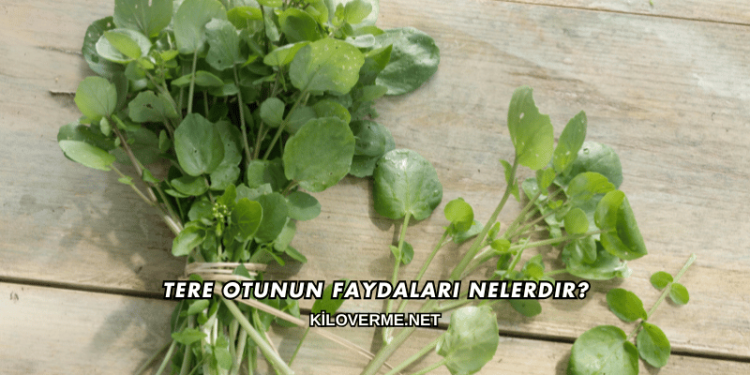 Tere Otunun Faydaları Nelerdir?