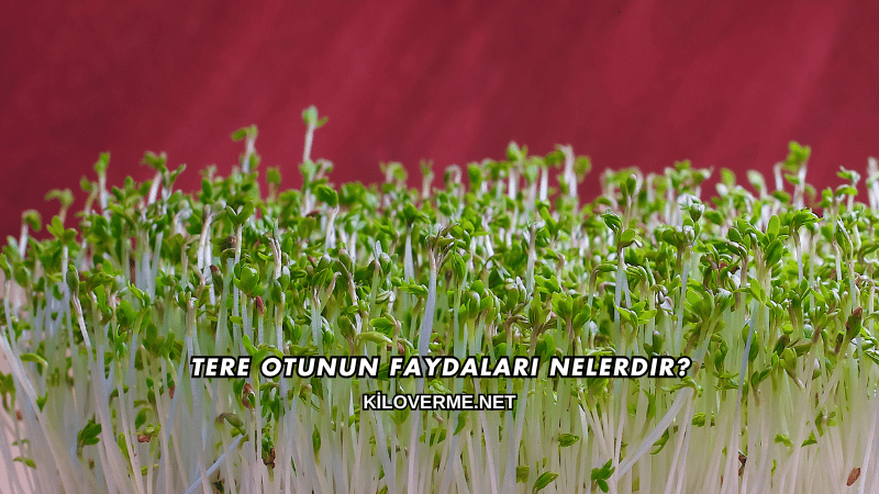 Tere Otunun Faydaları Nelerdir?