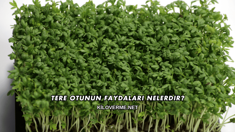 Tere Otunun Faydaları Nelerdir?