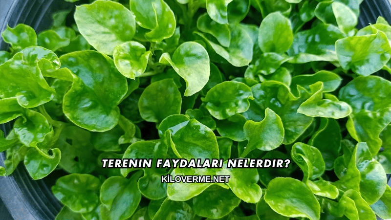 Terenin Faydaları Nelerdir?