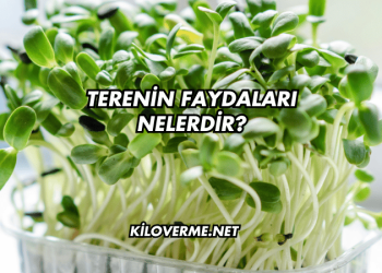 Terenin Faydaları Nelerdir