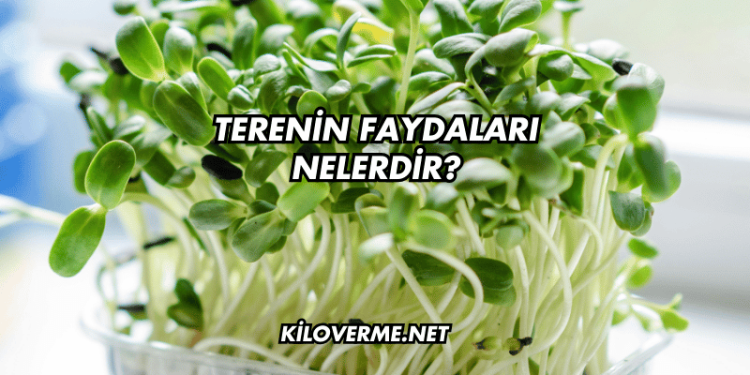 Terenin Faydaları Nelerdir