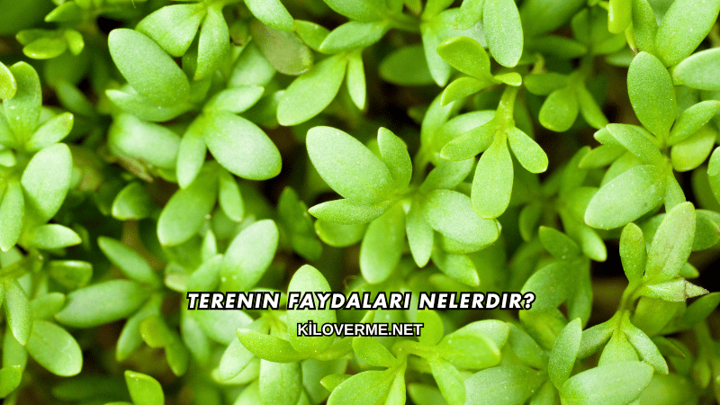 Terenin Faydaları Nelerdir?