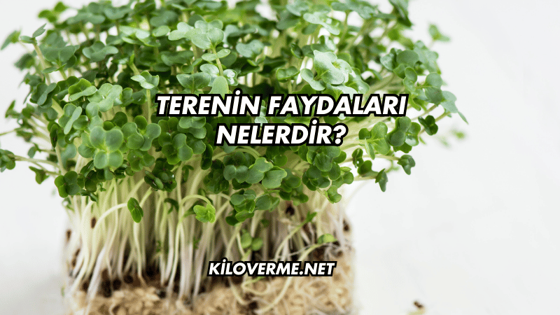 Terenin Faydaları Nelerdir