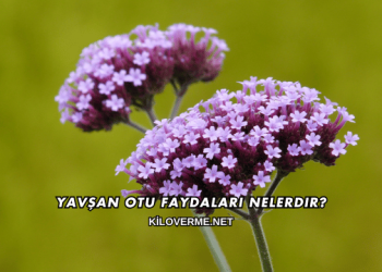 Yavşan Otu Faydaları Nelerdir?