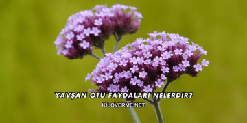 Yavşan Otu Faydaları Nelerdir?