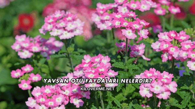 Yavşan Otu Faydaları Nelerdir?
