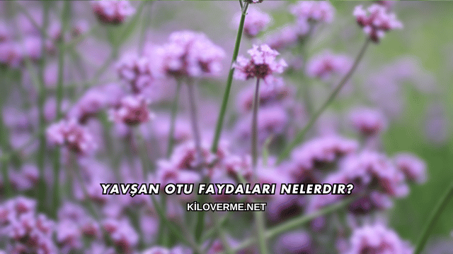Yavşan Otu Faydaları Nelerdir?