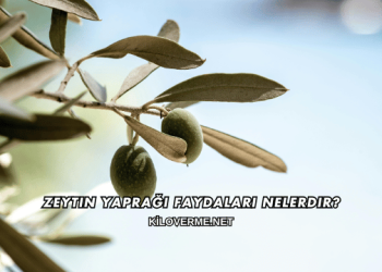 Zeytin Yaprağı Faydaları Nelerdir?