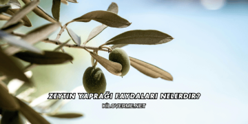 Zeytin Yaprağı Faydaları Nelerdir?