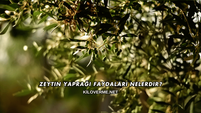 Zeytin Yaprağı Faydaları Nelerdir?