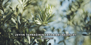 Zeytin Yaprağının Faydaları Nelerdir?