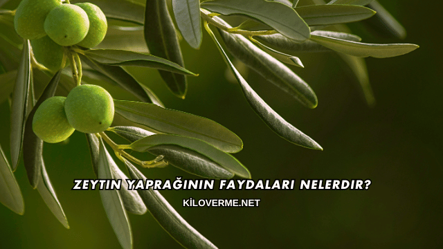 Zeytin Yaprağının Faydaları Nelerdir?