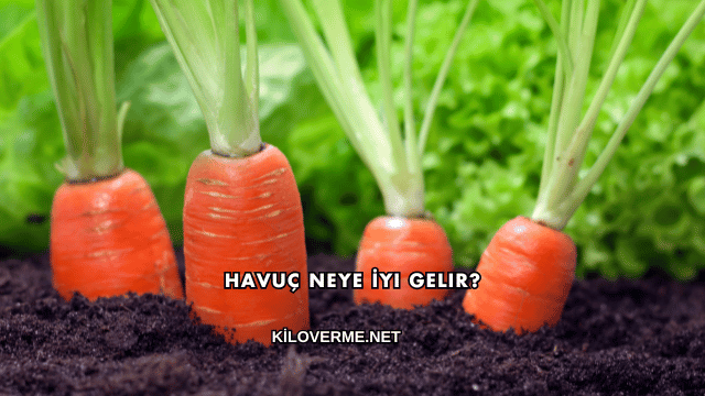 Havuç Neye İyi Gelir?