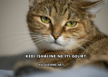 Kedi İshaline Ne İyi Gelir?
