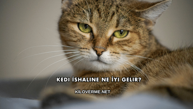 Kedi İshaline Ne İyi Gelir?