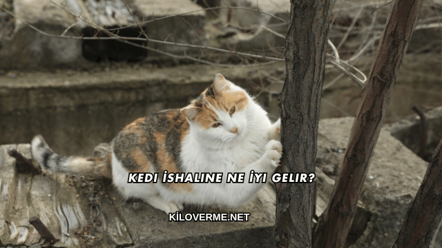 Kedi İshaline Ne İyi Gelir?