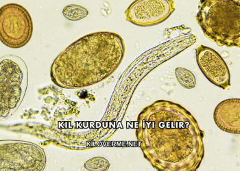 Kıl Kurduna Ne İyi Gelir?