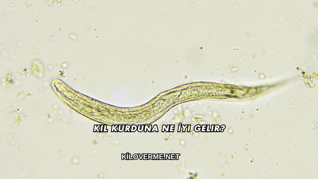 Kıl Kurduna Ne İyi Gelir?