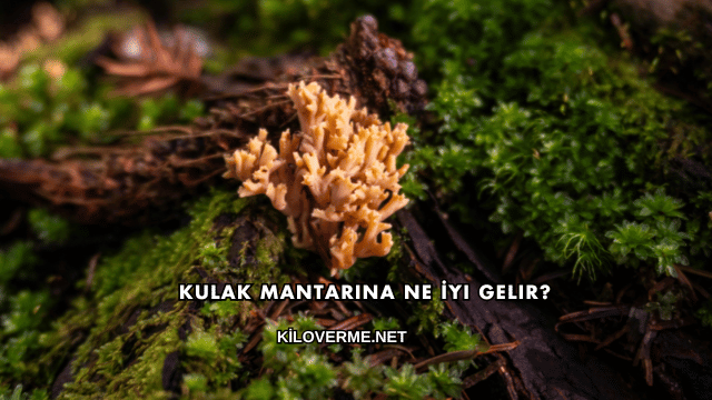 Kulak Mantarına Ne İyi Gelir?