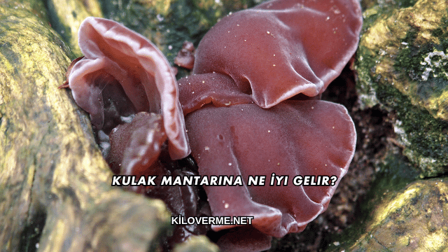 Kulak Mantarına Ne İyi Gelir?